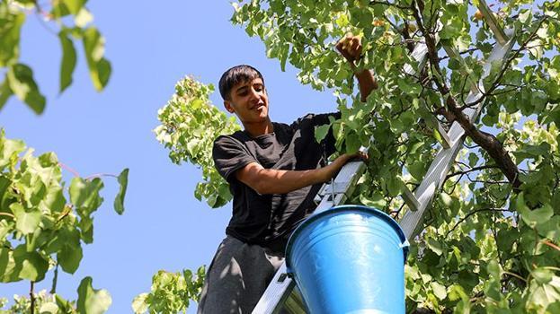 Iğdır şalağında hasat başladı! Avrupa ve komşu ülkelerden büyük talep