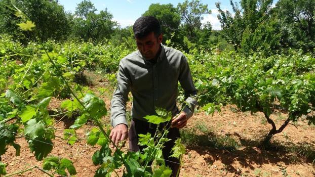 Üzümü don vurdu, onların ümidi yaprak oldu: Kilosu 350 lirayı buluyor