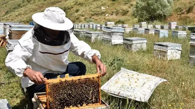 Bitlis'te hiç bir zaman böylesi görülmedi: 15 kilonun altına düşünce ritim bozuldu