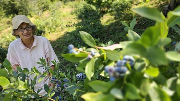 Tüm malvarlığını Polonya'dan getirdiği tohuma yatırdı! Zonguldak arazisinde 500 kilo elde etti: 'Para için yapmadım'