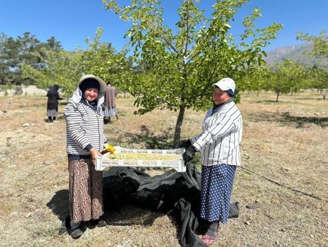 Erzincan’da dut hasadına başlandı! Tezgahlarda kısa sürede yerini alacak