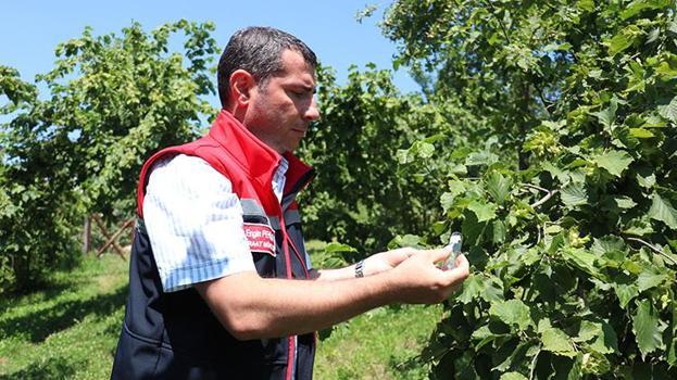 Trabzon büyük biyolojik mücadele başladı! Fındıkları kahverengi kokarcadan samuray arıları koruyacak