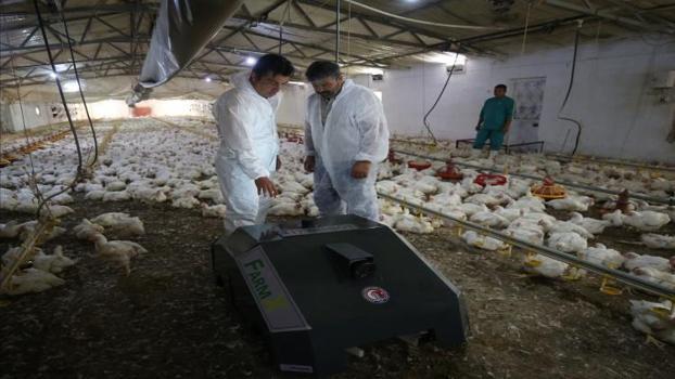 Kümes başına 4 ton verim sağlıyor: Çanakkale'de geliştirildi 'Ölü tavuğu kümes dışına atıyor'