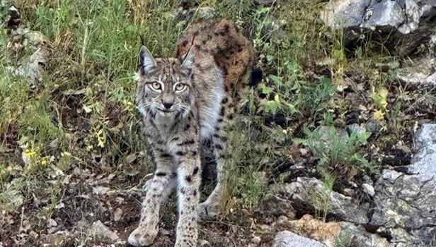 Dünya kırmızı listeye almıştı, Erzincan'da görüntülendi!
