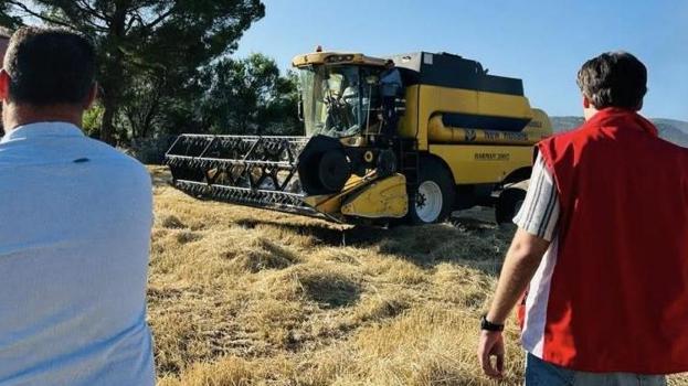 Muğla'da 'bismillah' deyip başladılar! Hasat bitiyor, tonlarca toplanacak