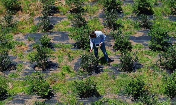 Trabzonlu girişimci deden kalma atıl araziyi üretim merkezine çevirdi! 500 TL'ye satıyor