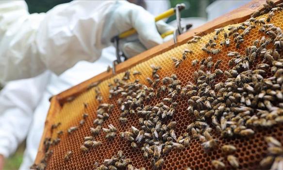 Zonguldak’ta altın değerinde üretim! Kilosu 2.500 TL, bu yıl rekolte 600 ton