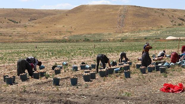 Türkiye'nin soğan ambarı Amasya'da hız verildi: Hasat başladı, yüzde 15'i buradan karşılanıyor!
