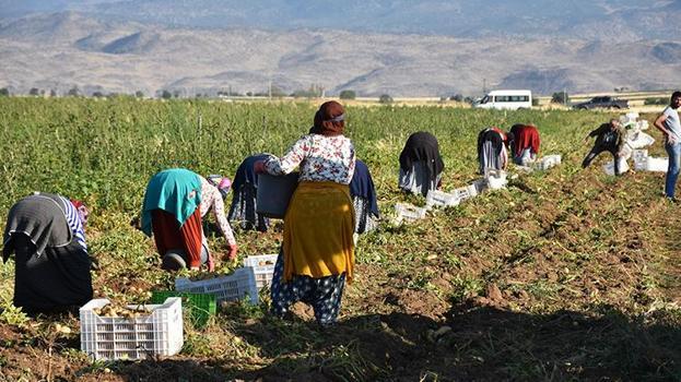 Türkiye'nin patates deposu Niğde'de hasat başladı: Çiftçinin yüzü gülüyor