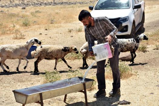 Diyarbakır'da çobanlara büyük destek: Yaylalara tankerlerle su takviyesi!