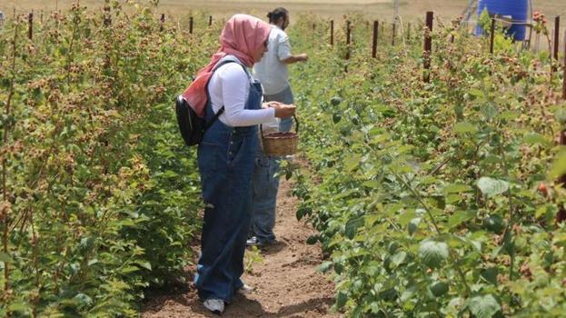 Kayseri'de hobi olarak başladı! Boş arsaya yeni yöntemle dikti, siparişlere yetişemiyor