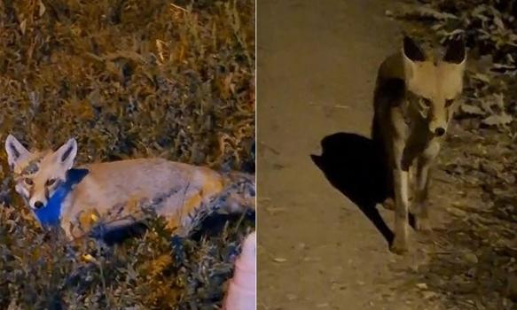 Bayburtlu vatandaşın ürkek tilkiyle imtihanı! Dakikalarca dil döktü