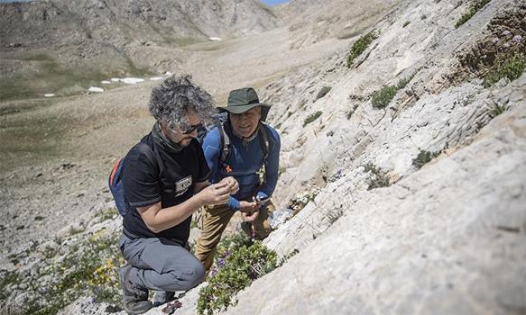 Tunceli'nin zirvelerinde keşif zamanı: Bilim insanları yeni türlerin peşinde