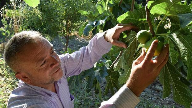 Manisa'nın yedivereninde hasat başladı! Sezon bitene kadar 7 defa meyve verecek
