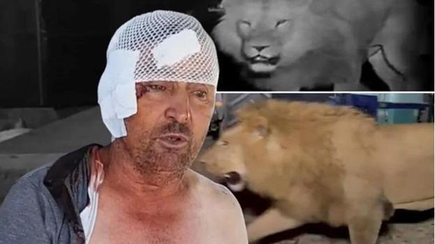Aslanın saldırısından kurtulan adam o anları anlattı: Boynunu sıkmasam o beni gırtlaklayacaktı! 'Tam bir Kara Murat'