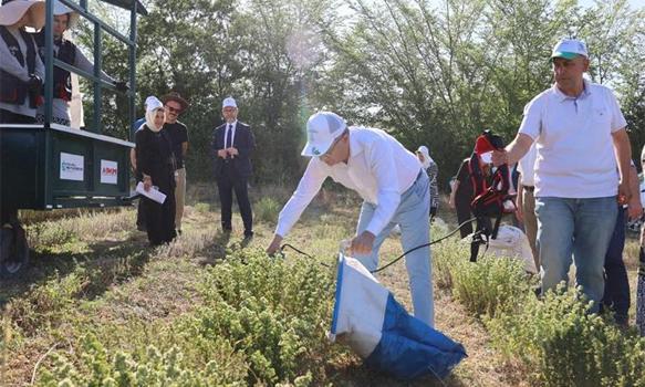 Hasadına başlandı: 25 dönümden 3,5 ton toplandı, ilaçtan takviye gıdaya her alanda kullanılıyor