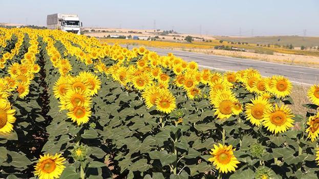 Ayçiçeği hasadı yaklaşırken Çukurova'dan kritik uyarı: Tarife kontenjanı acilen açıklanmalı!