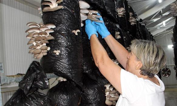 Sinoplu kadınlardan girişimcilik dersi! İlk hasatta 7 ton ürün elde edince, piyasa fiyatlarını yarıya çektiler