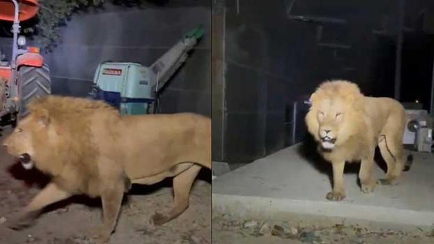 Antalya'da aslan çiftçiye dehşeti yaşatmıştı! Veterinerlerden çarpıcı tedbirsizlik ve etik açıklaması