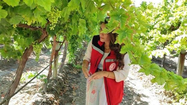 Manisa resmen döviz basacak! Stratejik ürün Superior Seedless için tarih belli oldu