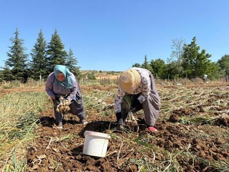 Kavurucu sıcakların altında hasat başladı! Bu lezzet 90 liraya satın alınabiliyor