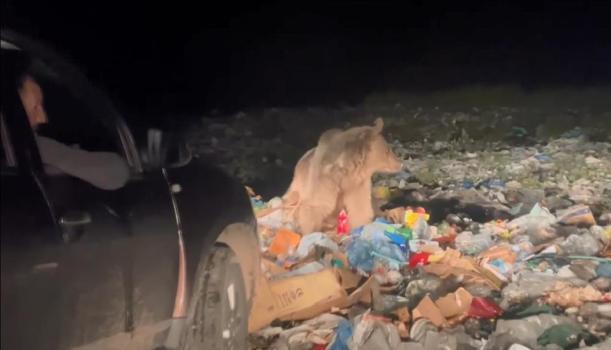 Sarıkamış'ta dehşet anları: Aç ayılar çöplüğe indi, vatandaşlar tehlikeye aldırmadan kayda aldı