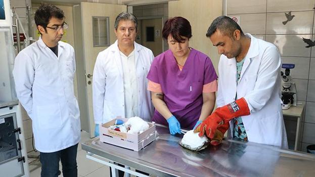 Kaplumbağa 'Tosbik' diş dolgusuyla hayata tutundu