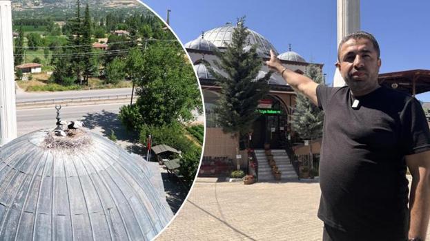 Tokat'ta yuvadan atılan leyleğe cami imamı sahip çıktı! 'Garip'i garip bırakmayacağız'