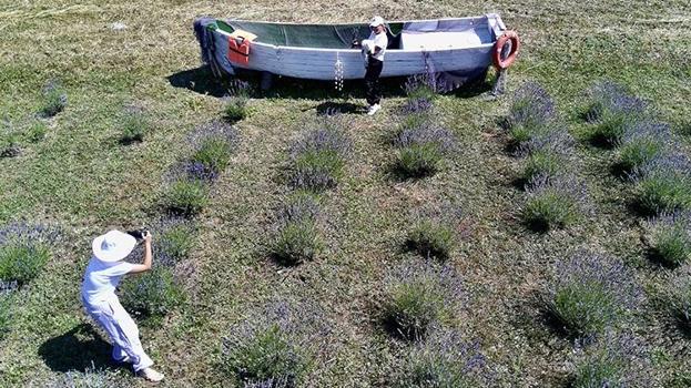 Sinoplu kadınlar öyle bir ürün ekti ki hasat başlamadan para kazanıyorlar! Yağı da kazandırıyor ziyaretçisi de