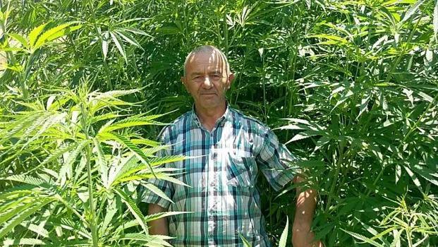 3 ayda 3 metre uzadı: Kayseri'de ekildi, inşaat malzemesinde bile kullanılıyor!