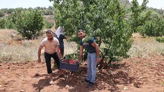 Mardin'de seneler önce tadına bakmak için dikti! 81 ile kasa kasa satılıyor: Bu ürün hiçbir yerde yok