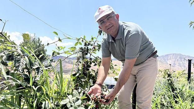 Siirt'te denediler ve tuttu! Bahçesine eken para basacak