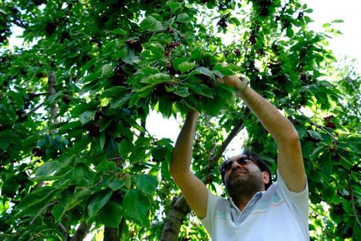 Bu il Türkiye'nin üretiminde önemli yer tutuyor! Hasat başladı, 150 liradan satışa çıkıyor