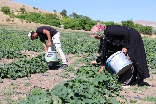 Hal fiyatına organik olarak satıyorlar! 3 çocuğunu onun sayesinde okuttu