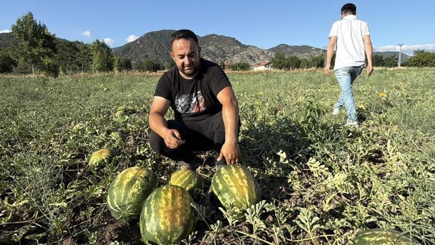 Rekolte uçtu! Fiyatı geçen yıla oranla 5 kat düştü
