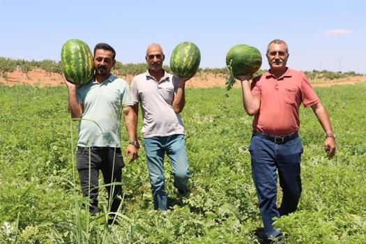 Türkiye'nin en lezzetli karpuzları burada yetişiyor! Tadına bakan bir daha vazgeçemiyor