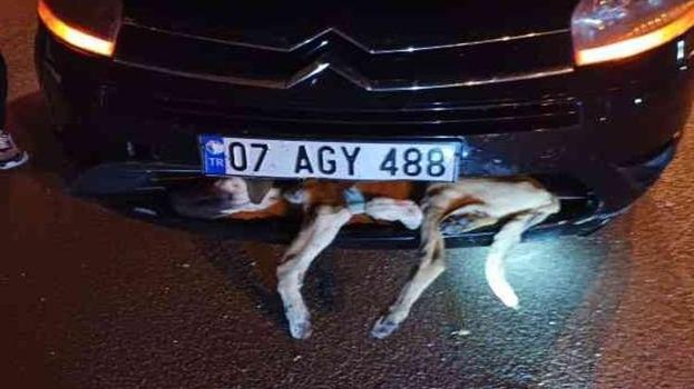 Hayvanlara çarpıp kaçan sürücülere büyük ceza! Veterinere götürmeyen cezayı öder