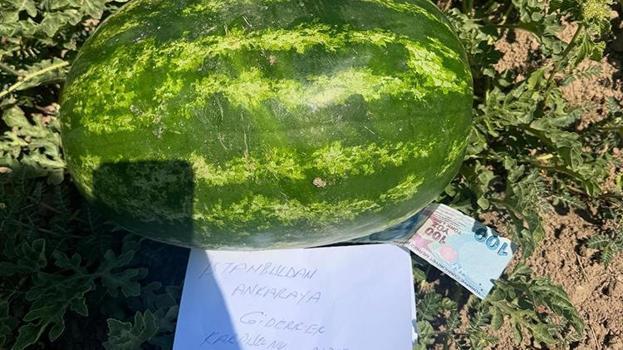 Karpuz tarlasında duygu dolu anlar... Çiftçiyi şaşkına uğratan görüntü