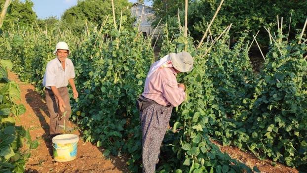 Güvercin gübresiyle besliyor, günlük 600 kilo üretimi var: Çevre illerden yoğun talep görüyor