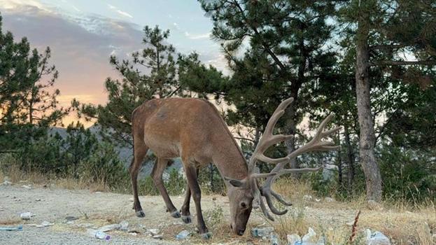 Afyonkarahisar'da karayoluna inen geyik 3 haftadan beri aynı yerde otlanıyor!