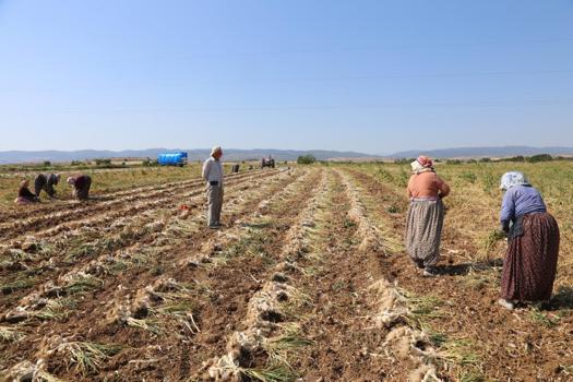 Kavurucu sıcakta zorlu mesai! 200 liraya tüm dünyanın damağına lezzet katıyorlar