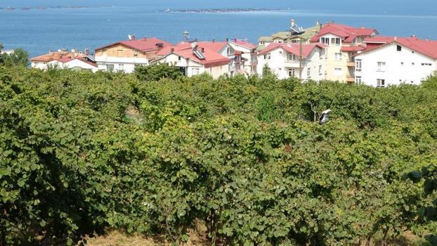 Fındık çiftçisine uyarı! Erken hasat yapanlar kaybeder