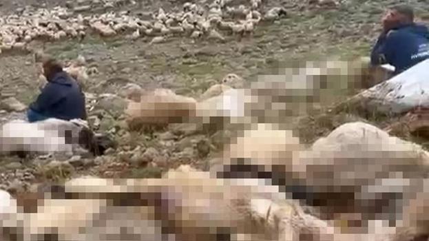 Tunceli'de 2 yıl emek verdi, saniyeler içinde 200 tanesi birden öldü