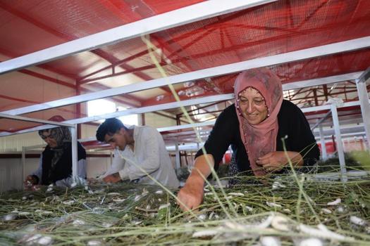 Elazığ'da yılda bir kez üretiyor: 300 metrekarede başladı, 4 yılda köyüne tesis kurdu!