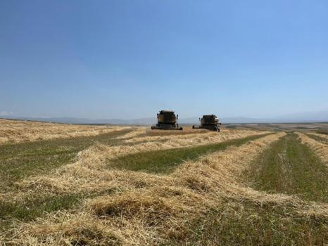 Ata tohumu arpa ile bereket fışkırdı! Çiftçinin yüzü güldü