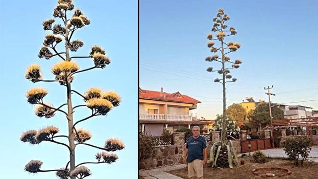 İzmir'de görenler hayran kaldı: UNESCO koruma altına almıştı! 30 yıl sonra ilk kez görüldü