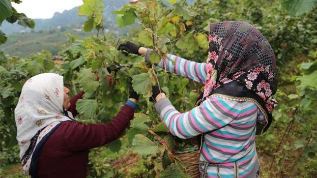 Ordu'da karar verildi! Günlük 1.500 TL ödeme yapılacak