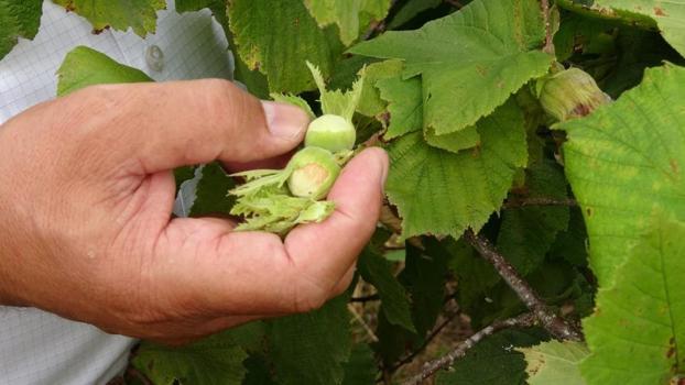 Karadeniz'de alarm: 140 bin tonu yok oldu