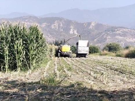 Hatay'da silajlık mısır hasadı başladı