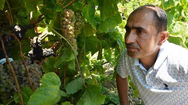 Manisa'da dört gözle beklenen hasat başladı: Kökeni 1919 yılındaki New York çalışmalarına dayanıyor